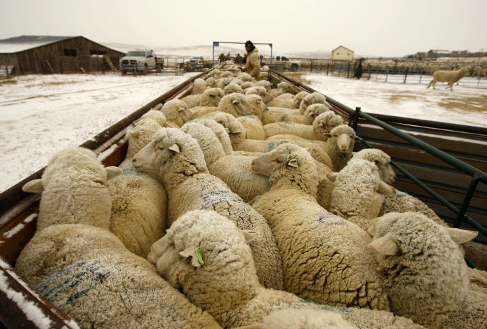 Sheep Rancher